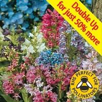 Penstemon Magical Mix 24 Jumbo Plants