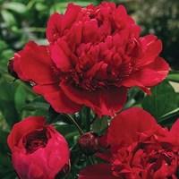 Peony Karl Rosenfield 9 Bare Root Plants