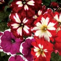 Petunia Lake Garda 2 Pre-Planted Containers