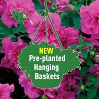 Petunia Tumbelina Dark Pink 2 Pre-Planted Hanging Baskets