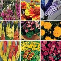 Perennial Mixed Collection 12 Jumbo Plants