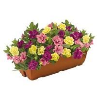 petunia hawaiian my sweetheart mix 2 pre planted trough