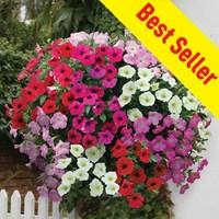 petunia grand prix 170 plug plants