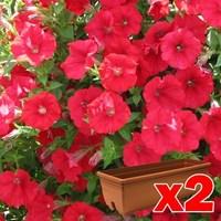 Petunia Surfinia Classic Trailing Red 2 Pre-Planted Troughs