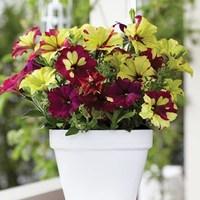 Petunia Crazytunia Sparky 3 Jumbo Ready Plants