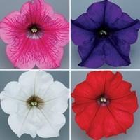Petunia Surfinia Classic Trailing Mix 2 Pre Planted Containers