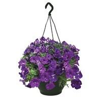 Petunia Nightsky Semi- Trailing 4 Pre Planted Hanging Baskets