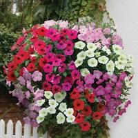 Petunia Grand Prix (Semi-Trailing) 6 x 9cm Pots