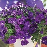 Petunia Nightsky ( Semi Trailing)