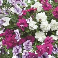 Petunia Tumbelina ( Scented) 12 x 12cm Pots