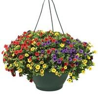 petunia trillion bells carnival mix 4 pre planted hanging baskets