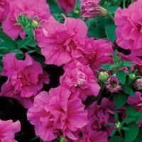 Petunia Tumbelina Scented Dark Pink 4 Pre-Planted Hanging Baskets