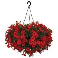 Petunia Sufinia Classic Trailing Red 4 Pre- Planted Hanging Baskets