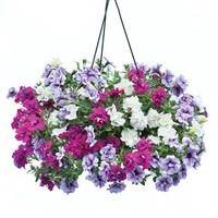 Petunia Tumbelina Scented Mix 4 Pre- Planted Hanging Baskets