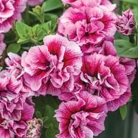 Petunia Tumbelina Francesa 12 x 12 Pots