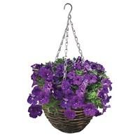 Petunia Nightsky (Semi-Trailing) 4 Pre-Planted Rattan Baskets