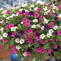 petunia trillion bells celebration mix 12 x 9cm pots