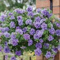 Petunia Tumbelina Maria 6 Jumbo Plants