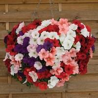 petunia magica mixed semi trailing 6 x 12cm pots