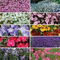 Perennial Prism 70 Ready Plants