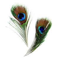 Peacock Feathers - Small