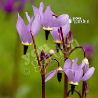 perennial dodecatheon meadia shooting stars 9cm pack x3