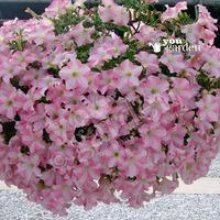 Petunia Pink Star pack of 18 plugs