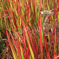 Perennial Imperata Red Baron (Blood Grass) plants - pack of 3 in 9cm pots