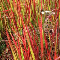 perennial imperata red baron blood grass plants pack of 3 in 9cm pots