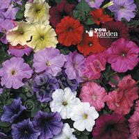 Petunia grandiflora Frenzy Mix 40 plug plants