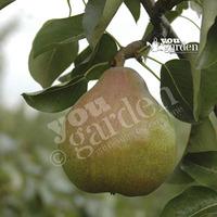 Pear Doyenne du Comice tree