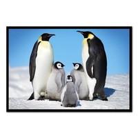 Penguin Family Poster Black Framed - 96.5 x 66 cms (Approx 38 x 26 inches)