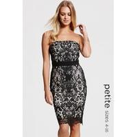 Petite Black and Beige Lace Dress