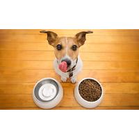 pet nutrition training