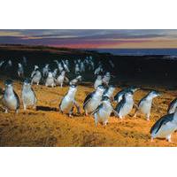 Phillip Island: Penguins, Koalas and Kangaroos Day Tour from Melbourne