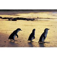 Phillip Island Day Trip From Melbourne by Luxurious Hummer Including Penguin Parade and Mornington Peninsula
