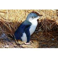 Phillip Island Little Penguins Parade Evening Tour