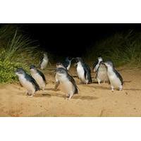 phillip island wildlife tour and penguin parade afternoon departure fr ...