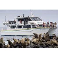 phillip island seal watching cruise