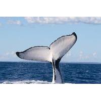 Phillip Island Whale Watching Tour