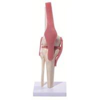 PhysiQue Knee Joint