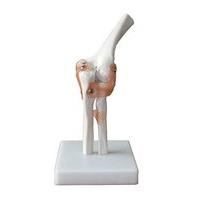 physique elbow joint