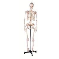 PhysiQue Skeleton