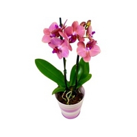 Phalaenopsis Orchid