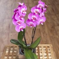 Phalaenopsis Orchid in Crate