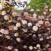 physocarpus opulifolius lady in red large plant 2 x 10 litre potted ph ...