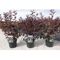 Physocarpus opulifolius \'Summer Wine\' (Large Plant) - 1 x 10 litre potted physocarpus plant