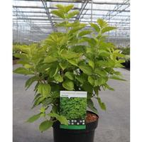 Philadelphus coronarius \'Aureus\' (Large Plant) - 2 x 10 litre potted philadelphus plants