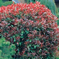 Photinia x fraseri \'Red Robin\' (Large Plant) - 2 x 10 litre potted photinia plants