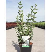Philadelphus \'Dame Blanche\' (Large Plant) - 1 x 10 litre potted philadelphus plant